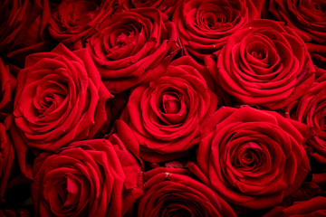 Detail view of Red roses