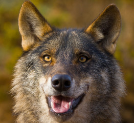 Lobo iberico (Canis lupus)