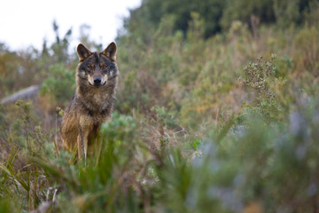 Lobo iberico (Canis lupus)