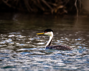 Western Grebe in pond