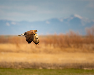 Swainson's Hawk flying over a field with mountain background