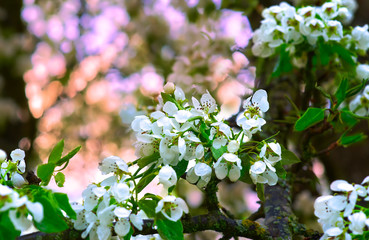 Blooming Apple tree branch