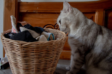 Cat with dirty and smell socks in laundry basket.