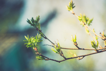 Rowan leaves close-up on the tree branch. Selective focus. Shallow depth of field.