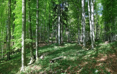 Fantastischer Frühlingsbergwald