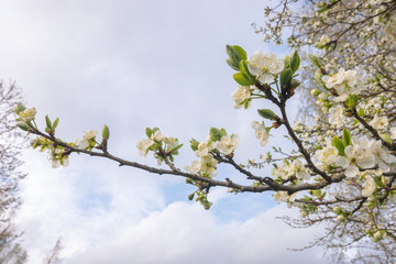 flowering plum branches with flowers on a background of blue sky
