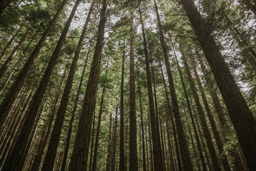 Big, tall trees in a forest.