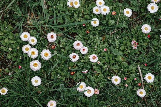 Little White Flowers On Green Grass. Spring Green. View From Above