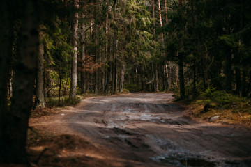 Naklejka premium Deep forest with path. Wild nature with pinetrees. Nordic nature.