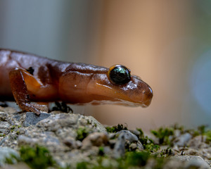 Eyes of a Salamander