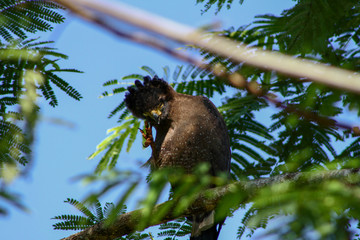 bird on a branch | Eagle on a branch