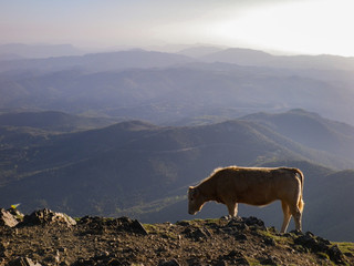 Cow eating grass on top of a mountain with other mountains in the distance at sunset