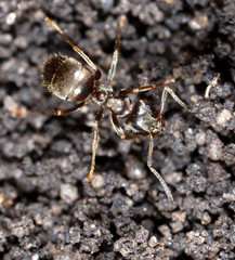 Ant crawling on the ground.
