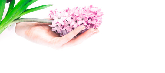Obraz na płótnie Canvas A hand holds a hyacinth flower on white background