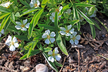 Potentilla alba