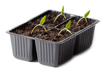 Tomatoes for seedlings on a white