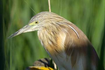 Garcilla cangrejera (Squacco heron), posada con fondo verde en el Parque Nacional de Doñana, Huelva (España).