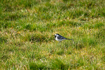 Bachstelze auf einer Wiese