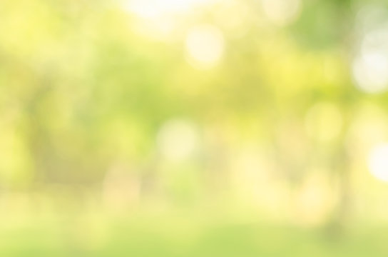 abstract bio green blur nature background trees lush foliage in the park at morning with sunlight.