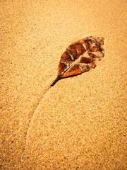 shell on sand