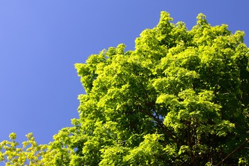 Fototapeta premium Beautiful Green Tree And Blue Sky