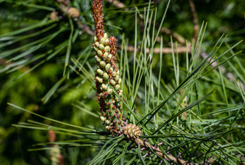 Close-up of young long shoots on pine Pinus densiflora Umbraculifera with females cones 2th year. Sunny day in spring garden. Nature concept for design. Selective focus