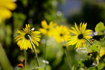 yellow dandelions on green background