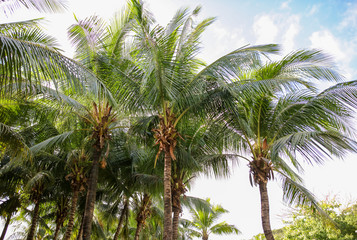 Fototapeta na wymiar Large green branches on a coconut tree