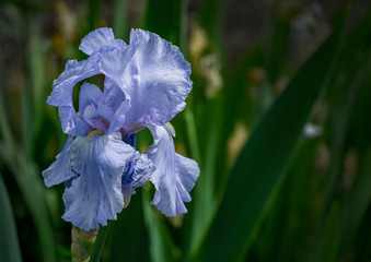 Blue Iris germanica or Bearded Iris on the background of bright green landscaped garden. Beautiful blue very large head of iris. Selective focus. There is a place for your text.