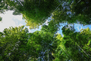 Fototapeta premium An uprising view of Arashiyama bamboo groove, one of Kyoto's top sights (Kyoto, Japan)