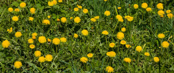 A meadow of yellow dandelions. Bright dandelion flowers on a background of green spring meadows.