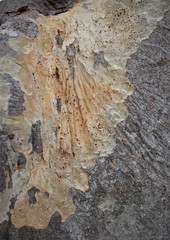 wood texture by nature