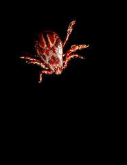 Tick isolated on a black background. Insect carrier of diseases.