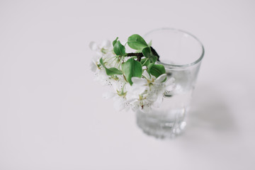 Spring still life. branch with white flowers of cherry in a vase on white background. Place for text. Concept of spring or mom day