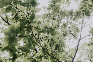green leaves with water droplets 