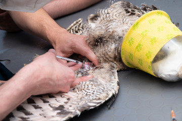 exotic vet examinate a eagle owl