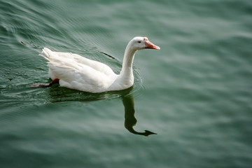 ducks swimming in the water in Beautiful Bhimtal lake of Nainital Uttarakhand
