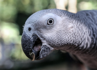Obraz premium A parrot eats a seed in the park.