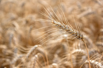 Ripe grain on the meadow. Harvest corn. Agricilture.