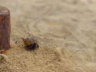hermit crab CUBA BARADERO