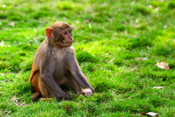 Portrait of a monkey in the park
