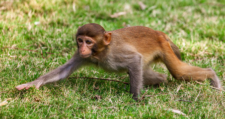 Monkey runs on the grass in the park