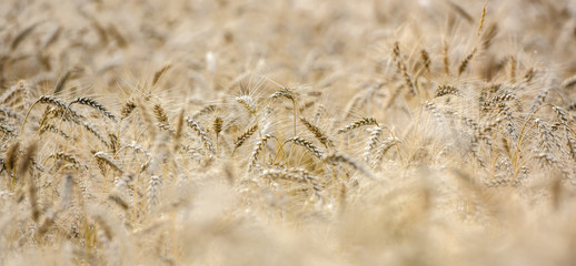 Ripe grain on the meadow. Harvest corn. Agricilture.