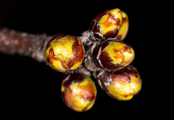 A bud opens on a cherry tree branch.