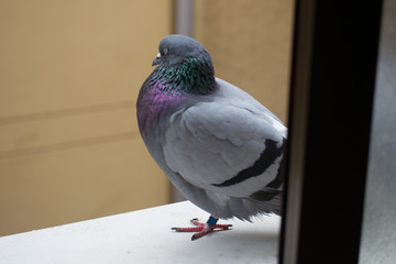 collection of photographs of city pigeon