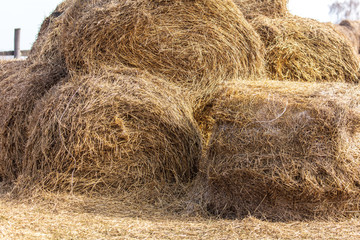 Dry hay on the farm.