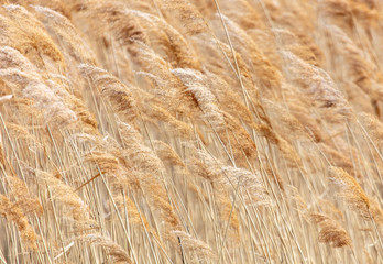 Fototapeta premium The reeds on the lake.