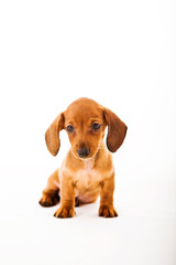 Dachshund brown cute puppy on white background