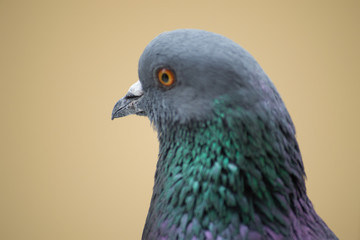 collection of photographs of city pigeon