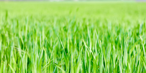 Fototapeta na wymiar Green grass background. Spring field. Selective focus, blurred background.